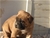 Foto - Triola cane corso